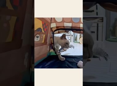 秘密基地に侵入！？魚を追う猫が可愛すぎた🐱⛺️