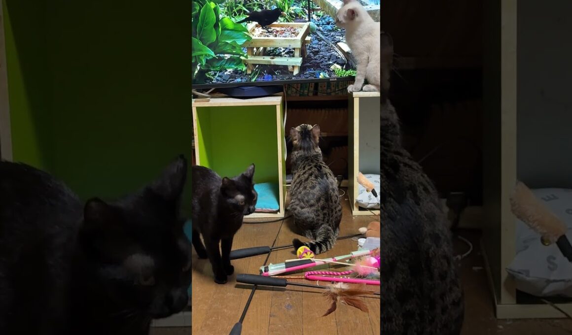 鳥に夢中になるシャムの雫、キジシロのルル、黒猫くー