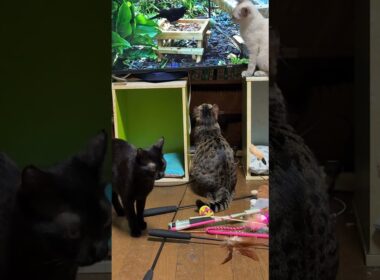 鳥に夢中になるシャムの雫、キジシロのルル、黒猫くー