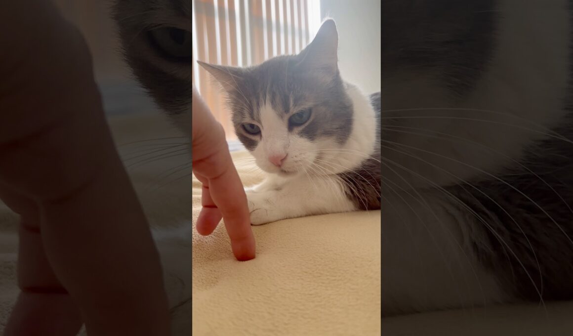 猫スフィンクスを発見した指の旅人