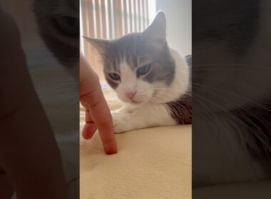 猫スフィンクスを発見した指の旅人