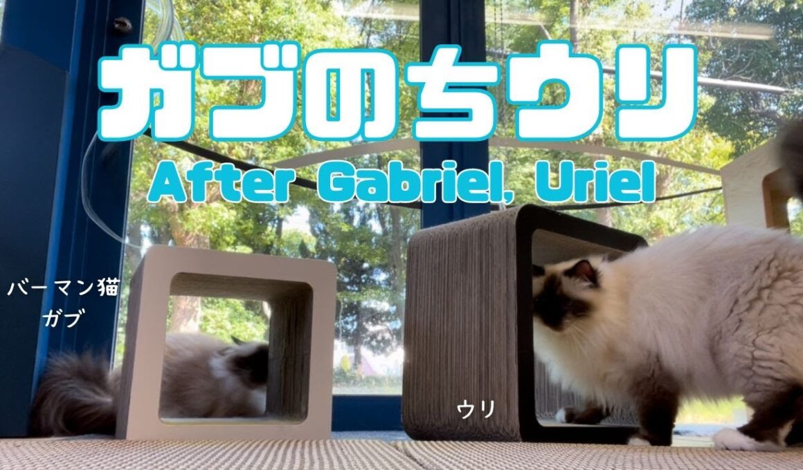 バーマン猫ガブとウリ【ガブのちウリ】After Gabriel, Uriel（バーマン猫）Birman/Cat