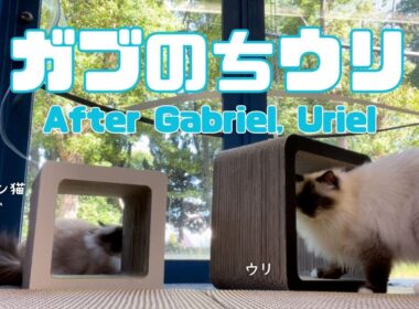 バーマン猫ガブとウリ【ガブのちウリ】After Gabriel, Uriel（バーマン猫）Birman/Cat