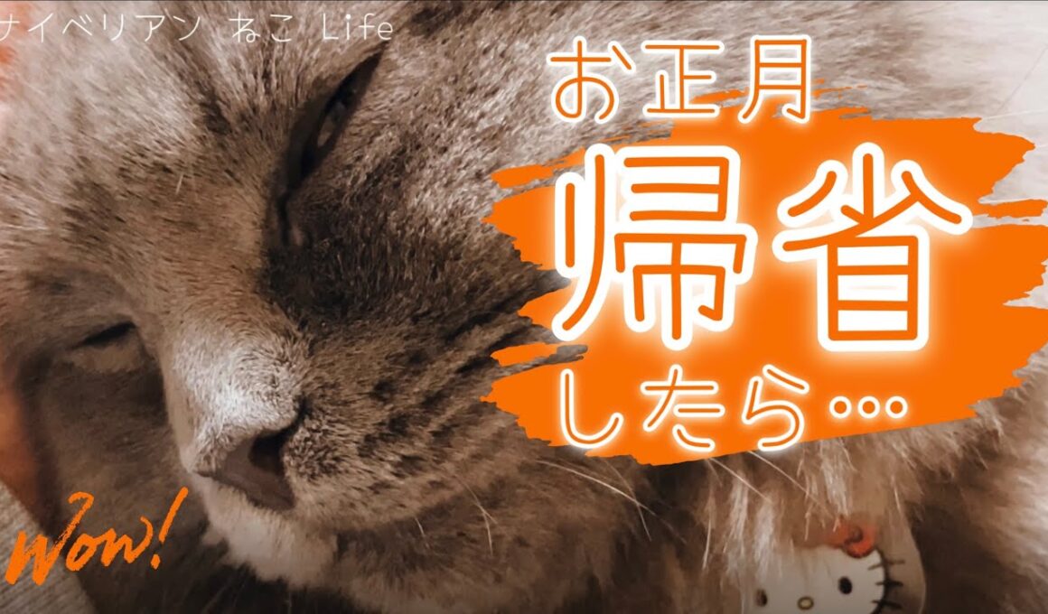 【サイベリアン子猫】年越しねこ