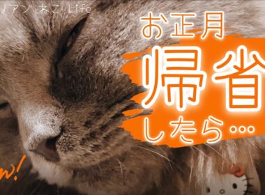 【サイベリアン子猫】年越しねこ