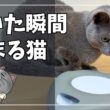 慎重すぎる猫、新しい電動おもちゃに反応は…【ロシアンブルー】