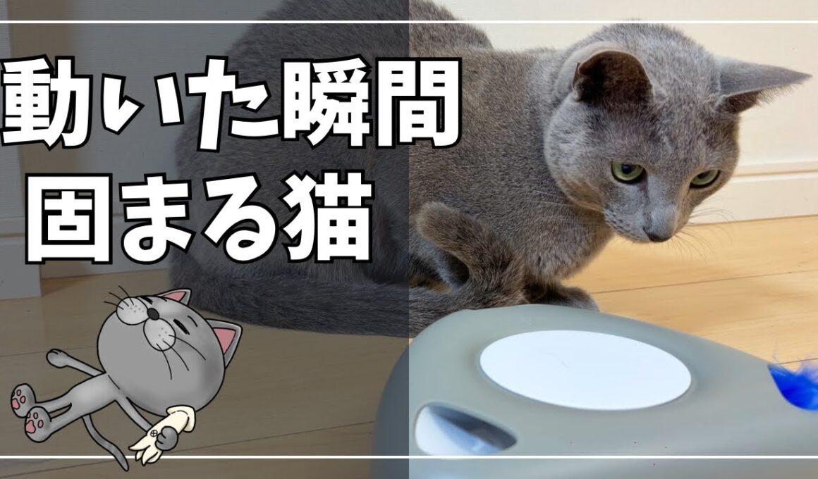 慎重すぎる猫、新しい電動おもちゃに反応は…【ロシアンブルー】