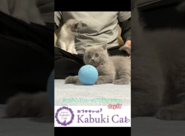 猫好き？【シャルトリュー✖️ブリティッシュ子猫】 #シャルトリュー #ブリティッシュショートヘア  #かわいい