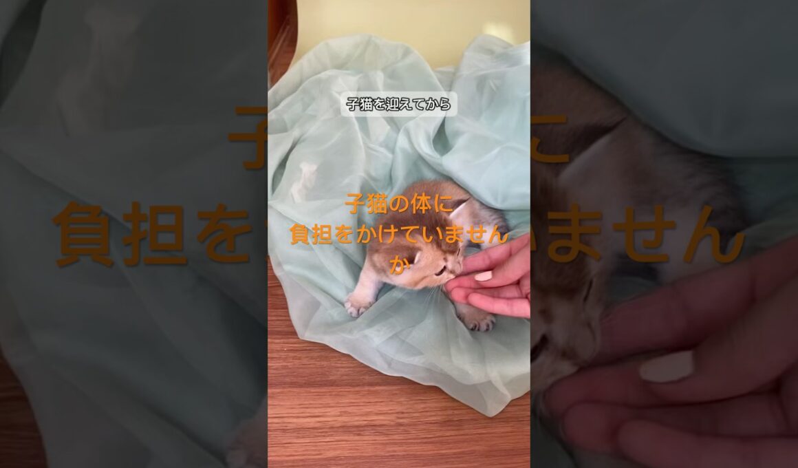 子猫期の毛玉ケア早すぎると逆効果になる理由 #猫の健康 #猫との暮らし #猫の行動 #猫の豆知識 #ねこ #猫好きさんと繋がりたい #猫 #猫のいる生活