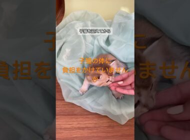 子猫期の毛玉ケア早すぎると逆効果になる理由 #猫の健康 #猫との暮らし #猫の行動 #猫の豆知識 #ねこ #猫好きさんと繋がりたい #猫 #猫のいる生活