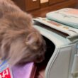 荷物チェックが念入りな猫　サイベリアンA cat that checks luggage carefully. Siberian