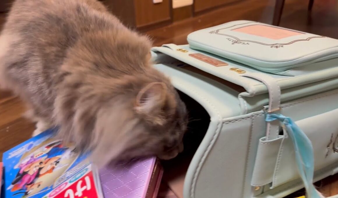 荷物チェックが念入りな猫　サイベリアンA cat that checks luggage carefully. Siberian