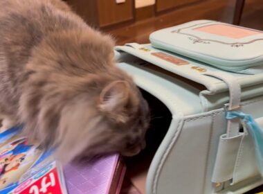 荷物チェックが念入りな猫　サイベリアンA cat that checks luggage carefully. Siberian