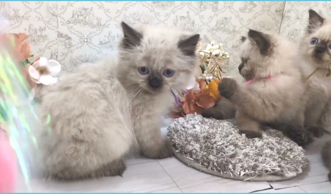 Coo&RIKU　No.00745222 ヒマラヤン