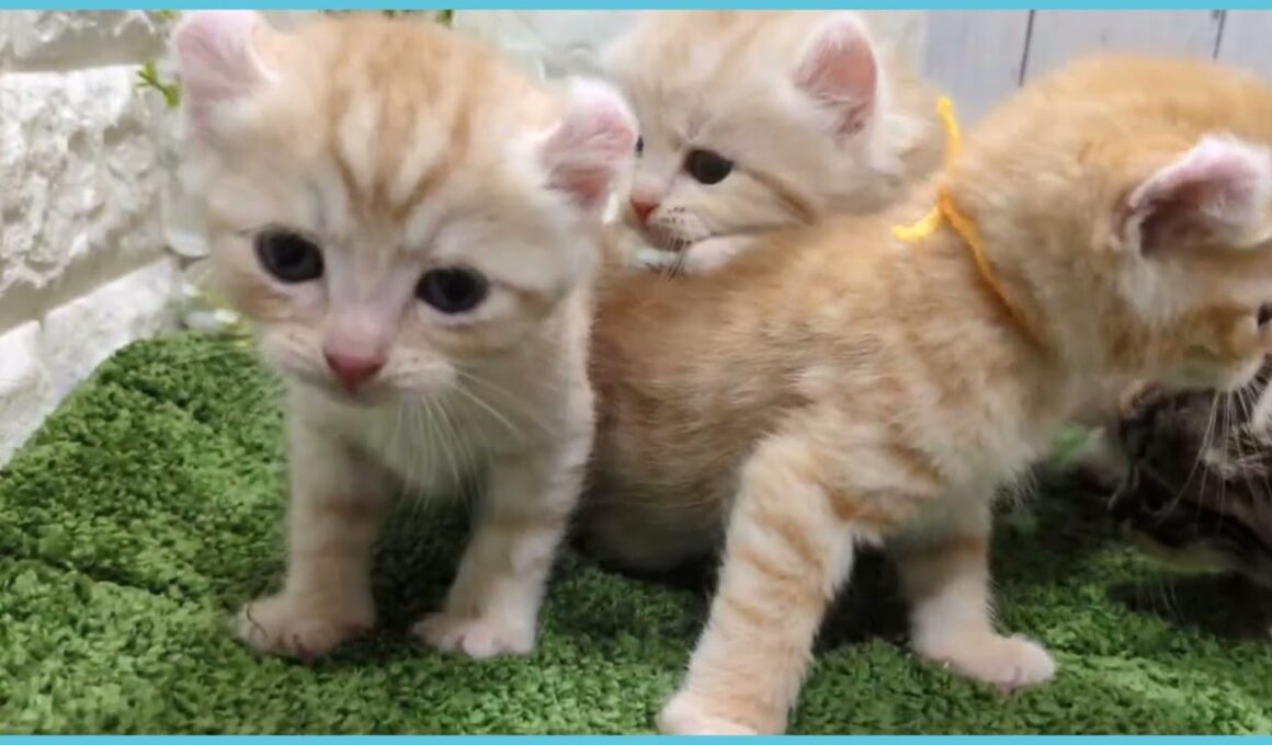 ペットショップcoo&riku No.00744091 アメリカンカール