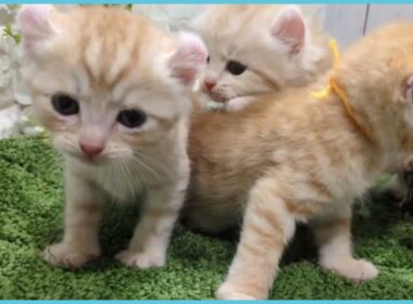 ペットショップcoo&riku No.00744091 アメリカンカール