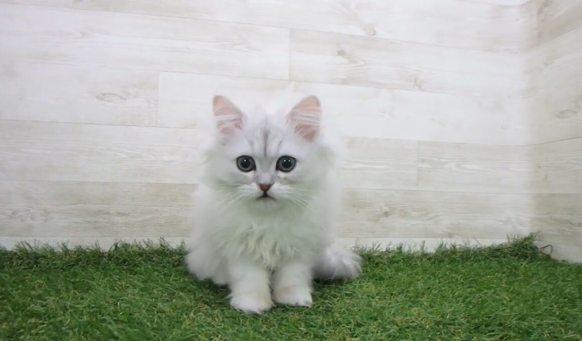 Coo&RIKU　No.00745210 ペルシャ