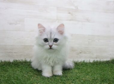 Coo&RIKU　No.00745210 ペルシャ