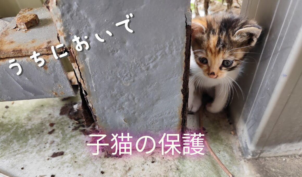 ひとりぼっちの野良猫を連れて帰りました