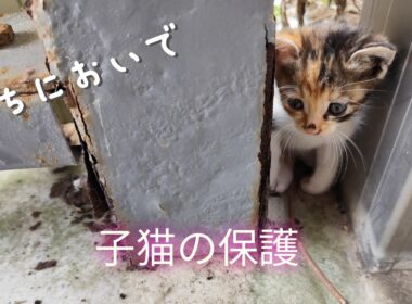 ひとりぼっちの野良猫を連れて帰りました