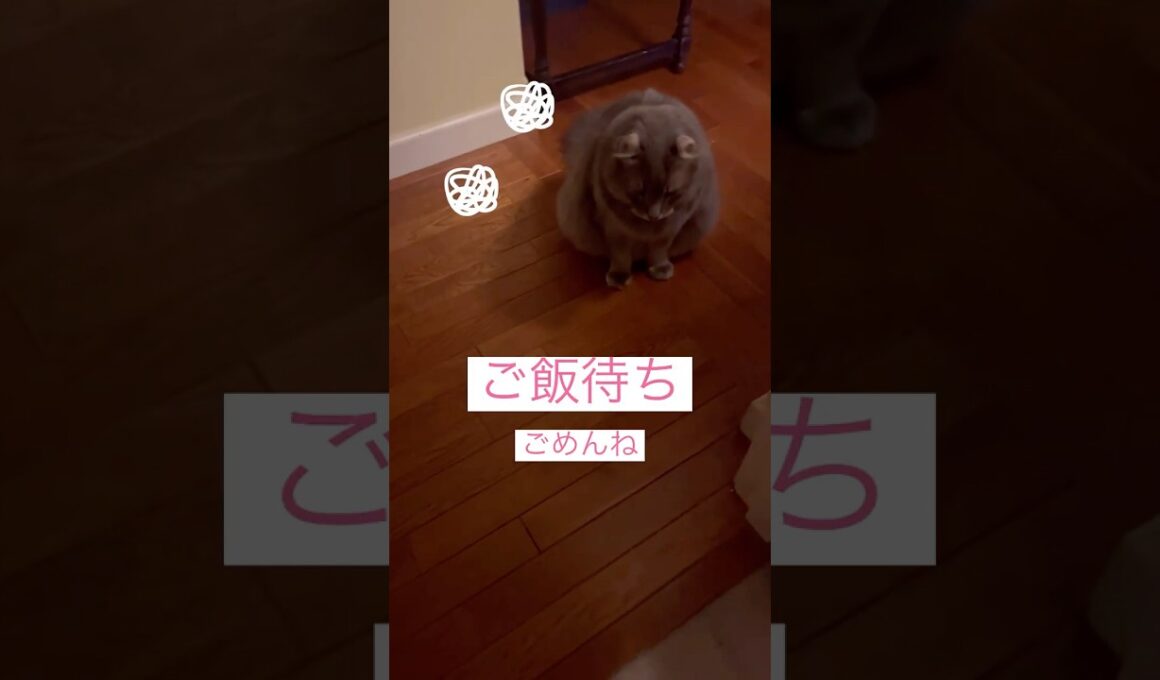 寝坊してごめんね #アメリカンカール #ねこ動画 #shortsvideos