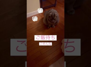寝坊してごめんね #アメリカンカール #ねこ動画 #shortsvideos