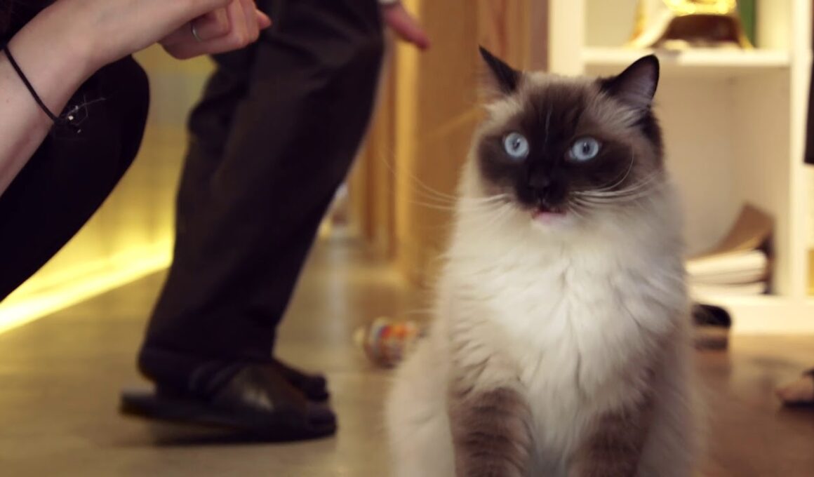 京都の老舗でラグドールがディスプレイされていた!!