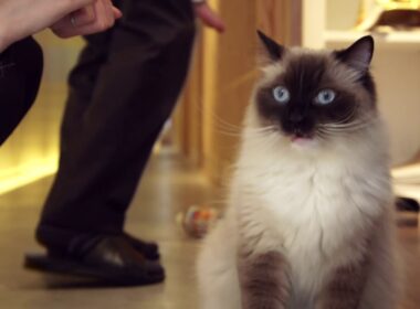 京都の老舗でラグドールがディスプレイされていた!!