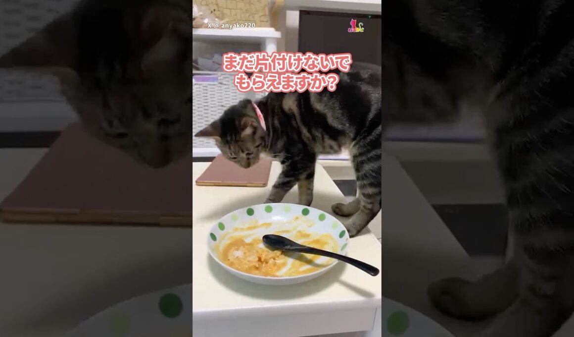 まだ食べるから下げないで！