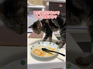 まだ食べるから下げないで！