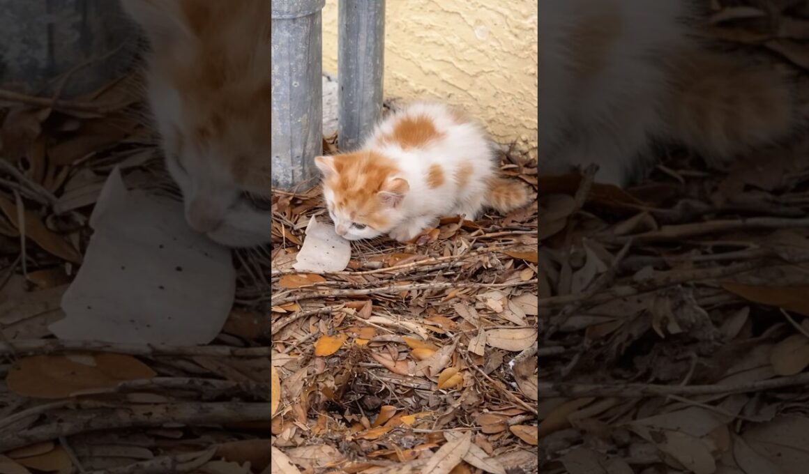 秋の寒さの中で見つかった子猫 #保護猫 #rescuekitten #shorts