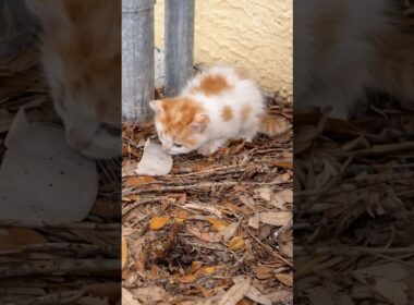 秋の寒さの中で見つかった子猫 #保護猫 #rescuekitten #shorts