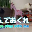 バーマン猫ラフ【遊んでおくれ】Please play with me（バーマン猫）Birman/Cat