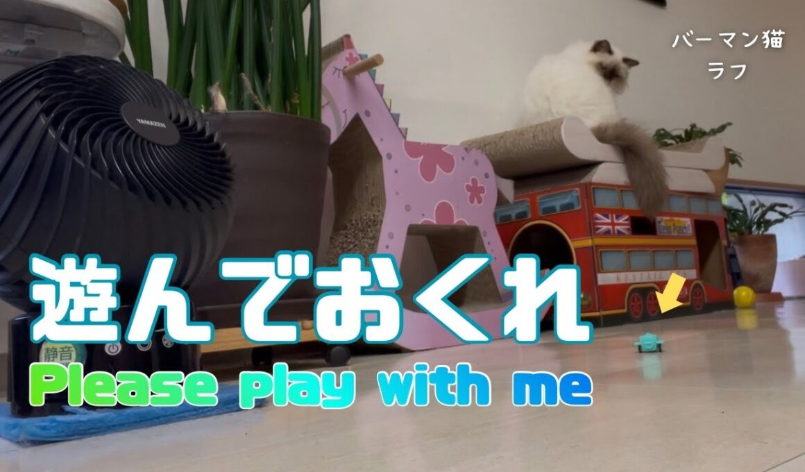バーマン猫ラフ【遊んでおくれ】Please play with me（バーマン猫）Birman/Cat