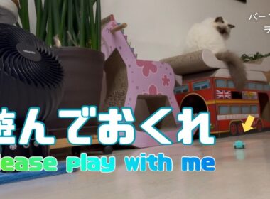 バーマン猫ラフ【遊んでおくれ】Please play with me（バーマン猫）Birman/Cat