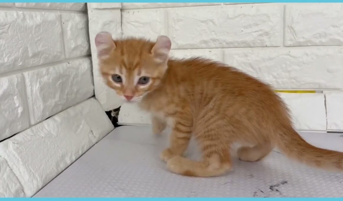 ペットショップcoo&riku No.00744866 アメリカンカール