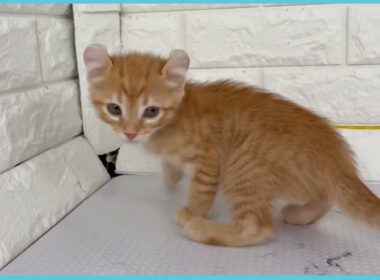 ペットショップcoo&riku No.00744866 アメリカンカール