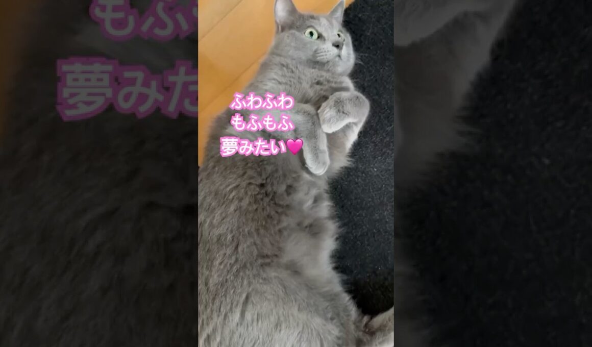 ママの心の叫び聞いてください❤️ #猫 #ロシアンブルー #catshorts #shorts