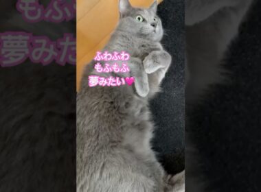 ママの心の叫び聞いてください❤️ #猫 #ロシアンブルー #catshorts #shorts