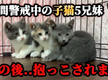 保護したビビり5兄妹 ついに人間に捕まってしまう