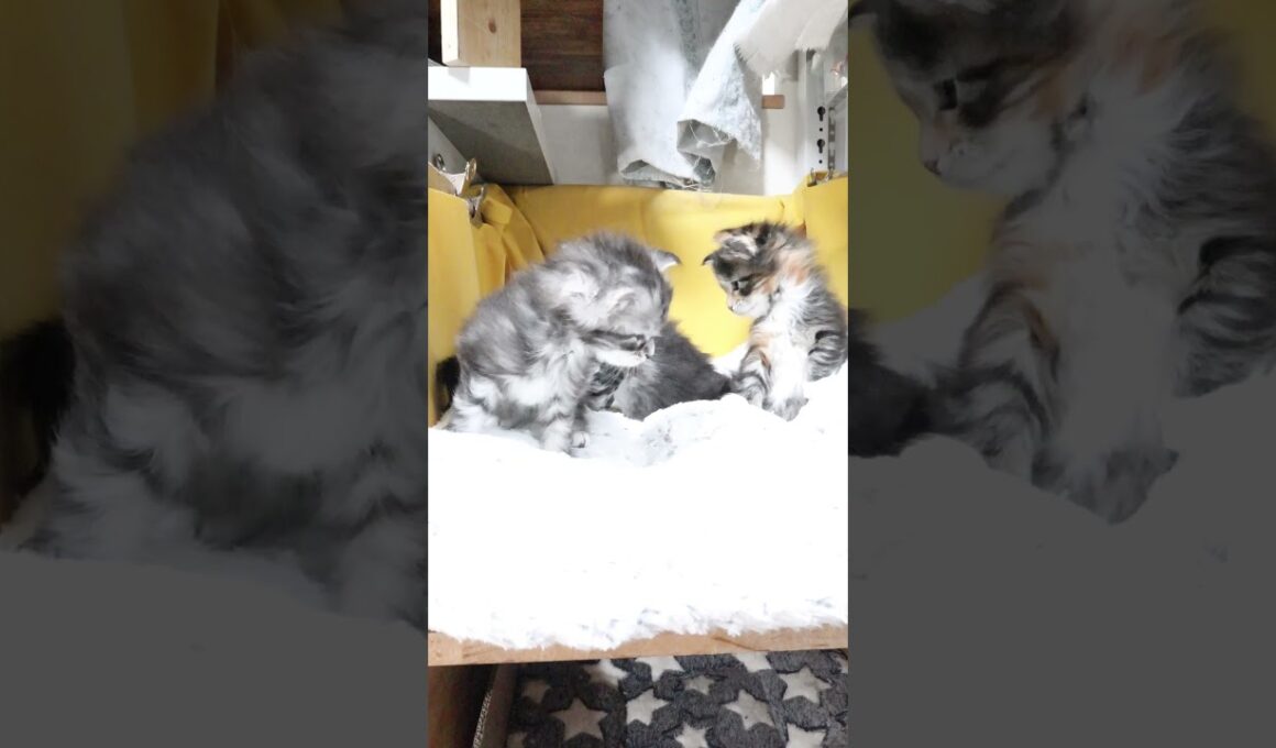 生後1ヶ月3匹のメインクーン赤ちゃん