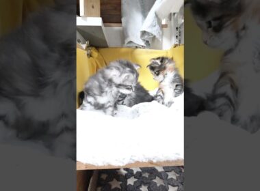 生後1ヶ月3匹のメインクーン赤ちゃん