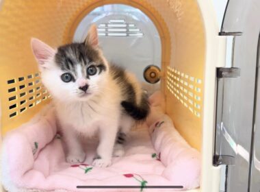 初めての注射でいつも元気な子猫が‥【坊ちゃん日記#22&たこやき君日記】A kitten receiving its first injection