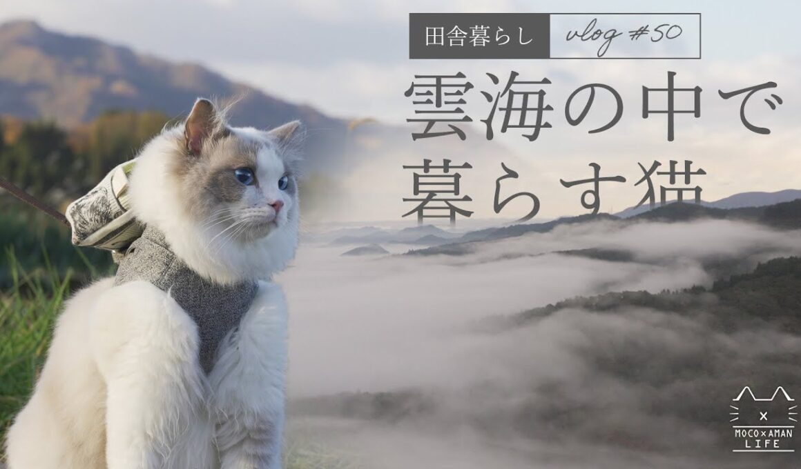 【ラグドール】雲海の中の猫｜スノーピークの焚火台で焼き芋作り #50