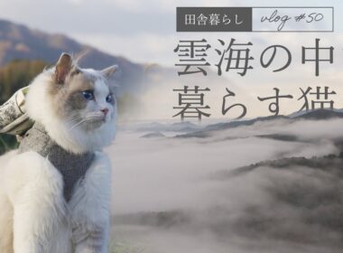【ラグドール】雲海の中の猫｜スノーピークの焚火台で焼き芋作り #50