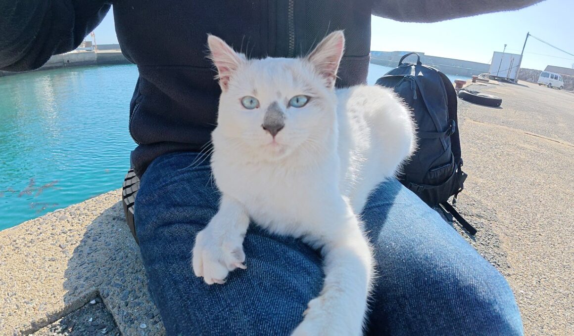 可愛い声で甘えてくるシャム猫ちゃんをひざの上に乗せてみたら・・・