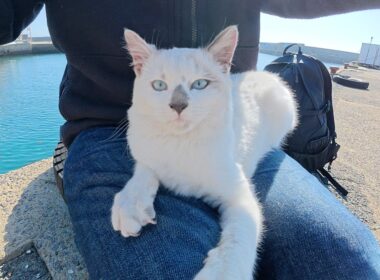 可愛い声で甘えてくるシャム猫ちゃんをひざの上に乗せてみたら・・・