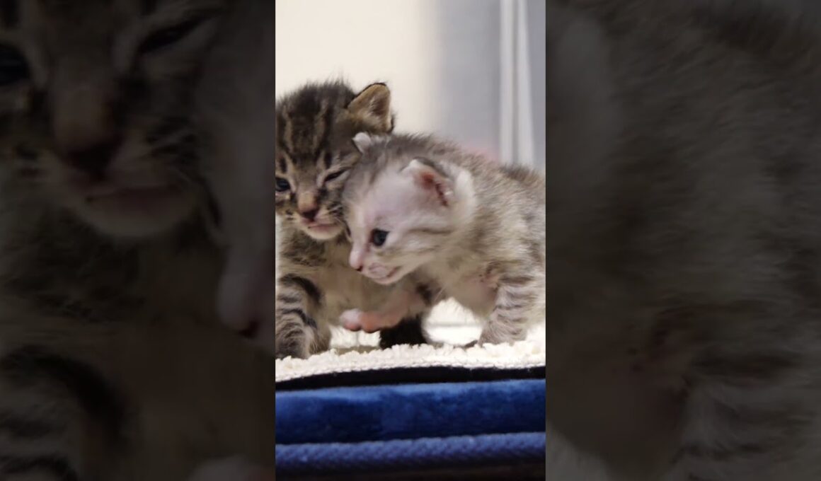 赤ちゃん子猫がヨチヨチ歩きで急いだけれど、先約がいたみたいです。【赤ちゃん猫　保護猫】