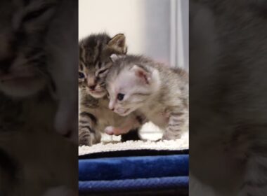 赤ちゃん子猫がヨチヨチ歩きで急いだけれど、先約がいたみたいです。【赤ちゃん猫　保護猫】