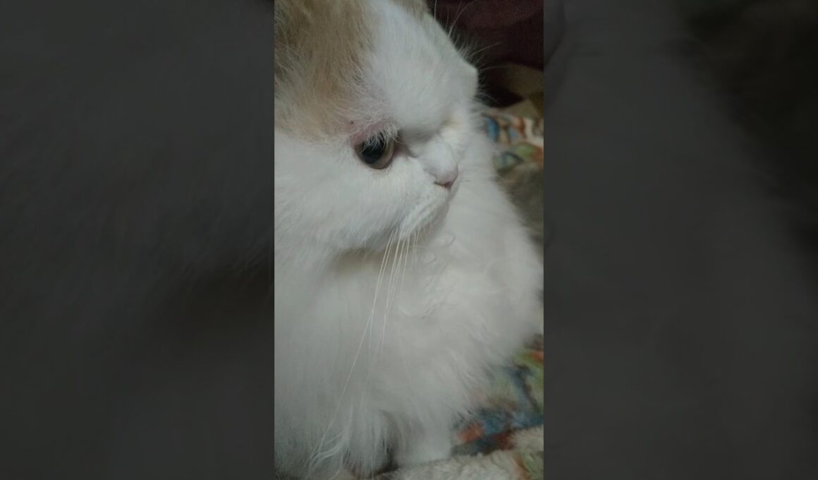 26 1-16 ラガマフィン